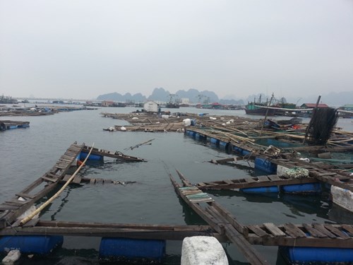 Village flottant des pêcheurs sans Têt à la baie Bai Tu Long